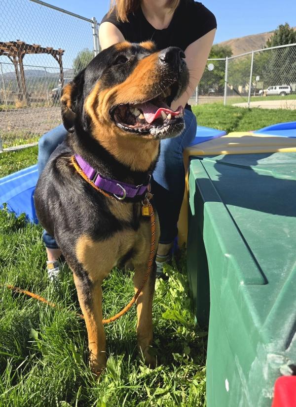 Roxy 47284, Adoptable, Adult Female Rottweiler.