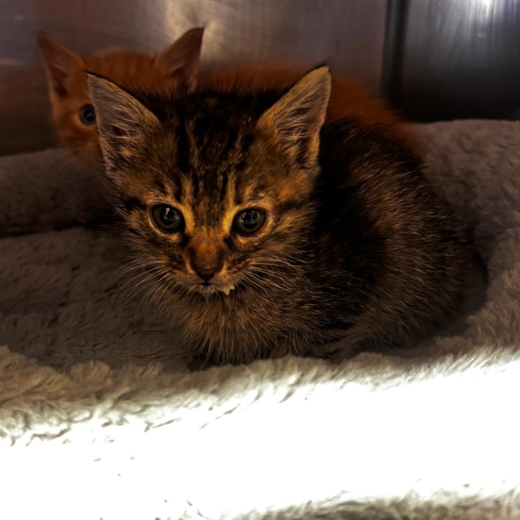 Squash, Adoptable, Kitten Female Domestic Short Hair.