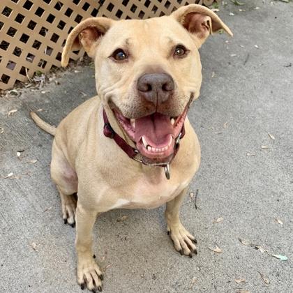 Frankie, a Adoptable mixed breed in Hastings, MN image 1/3