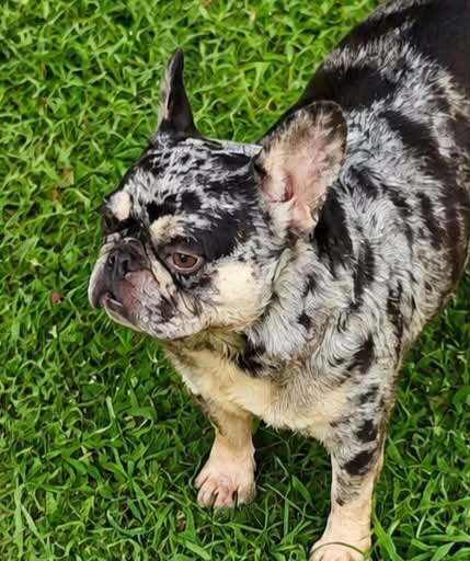 Ocean, Adopted, Young Female French Bulldog.