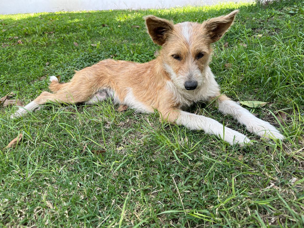 Apple, a Adoptable mixed breed in Sherwood, OR image 2/4