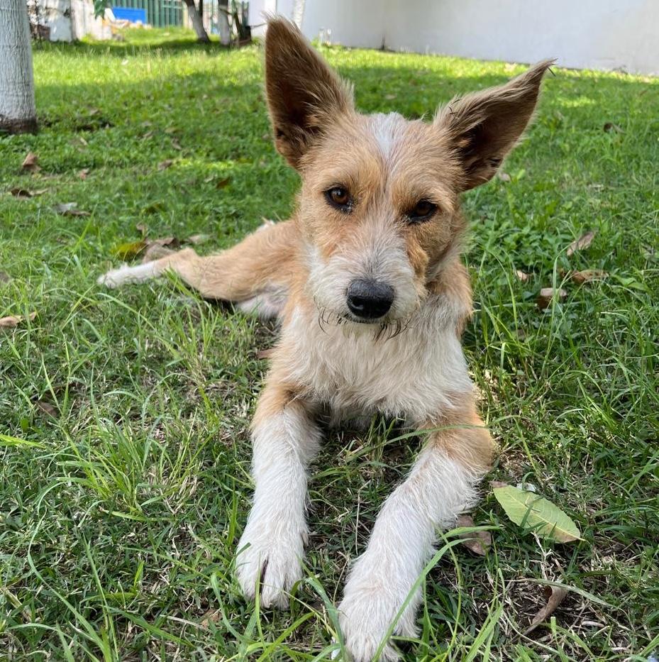 Apple, Adoptable, Young Female Jack Russell Terrier & Wire Fox Terrier.