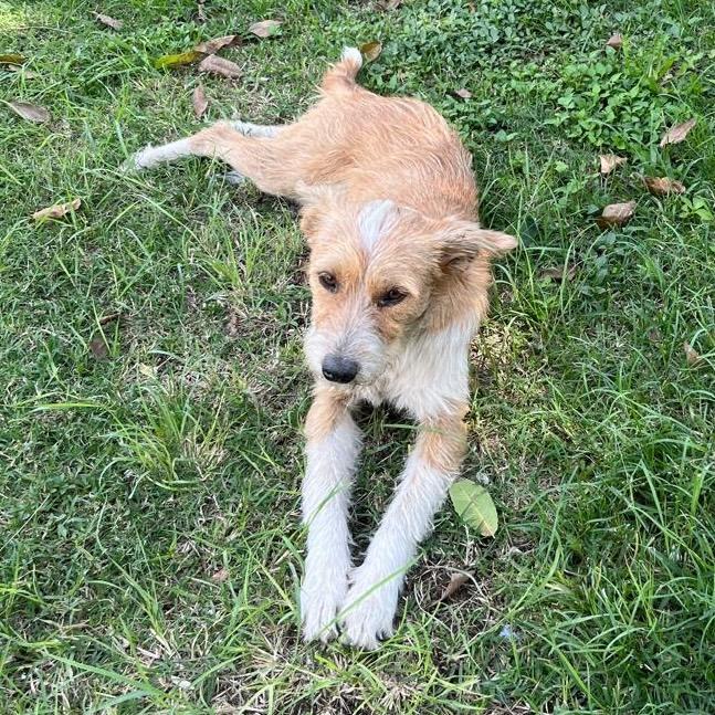 Apple, a Adoptable mixed breed in Sherwood, OR image 3/4