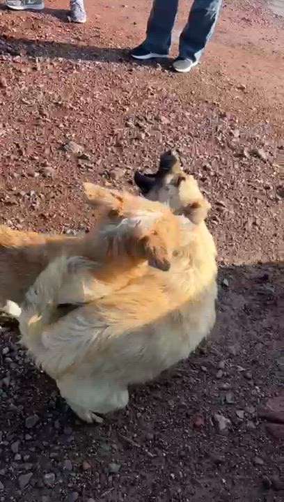 Enlarge Apple, a Adoptable mixed breed in Sherwood, OR video 4/4