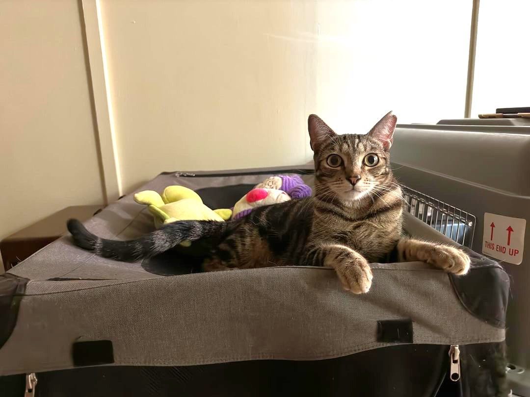 George, a Adoptable Domestic Short Hair in Honolulu, HI image 1/8