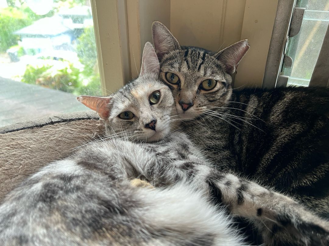 George, a Adoptable Domestic Short Hair in Honolulu, HI image 2/8