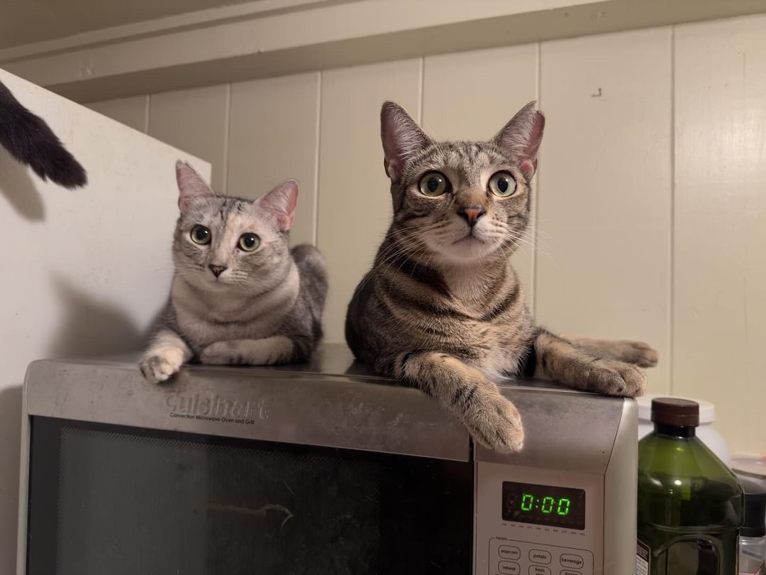 George, a Adoptable Domestic Short Hair in Honolulu, HI image 3/8