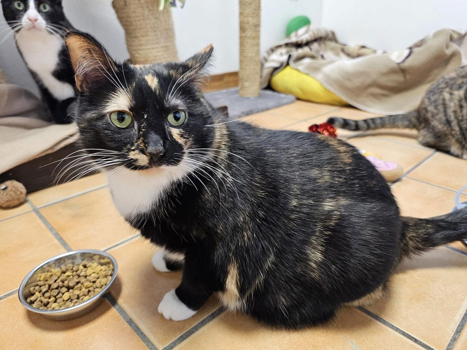 Caramel, Adopted, Adult Female Domestic Short Hair & Calico.