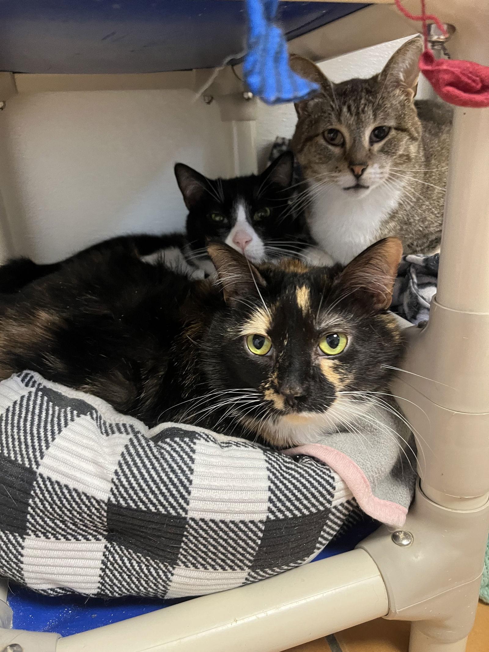 Enlarge Caramel, a Adopted mixed breed in Cedar Rapids, IA image 2/3