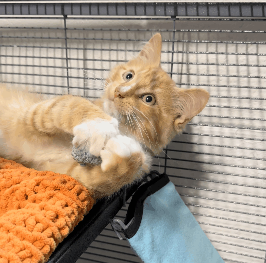 Tater, Adopted, Kitten Male Domestic Medium Hair.