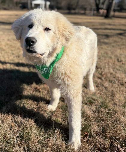 Colossus, Adoptable, Young Male Great Pyrenees.