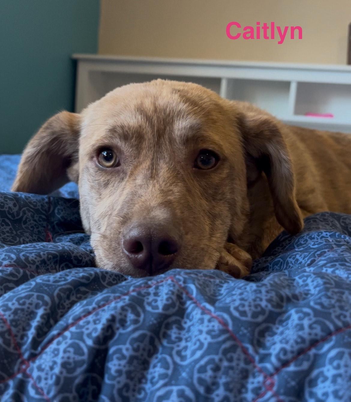 Enlarge caitlyn, a Adoptable mixed breed in Arnold, MO image 1/5