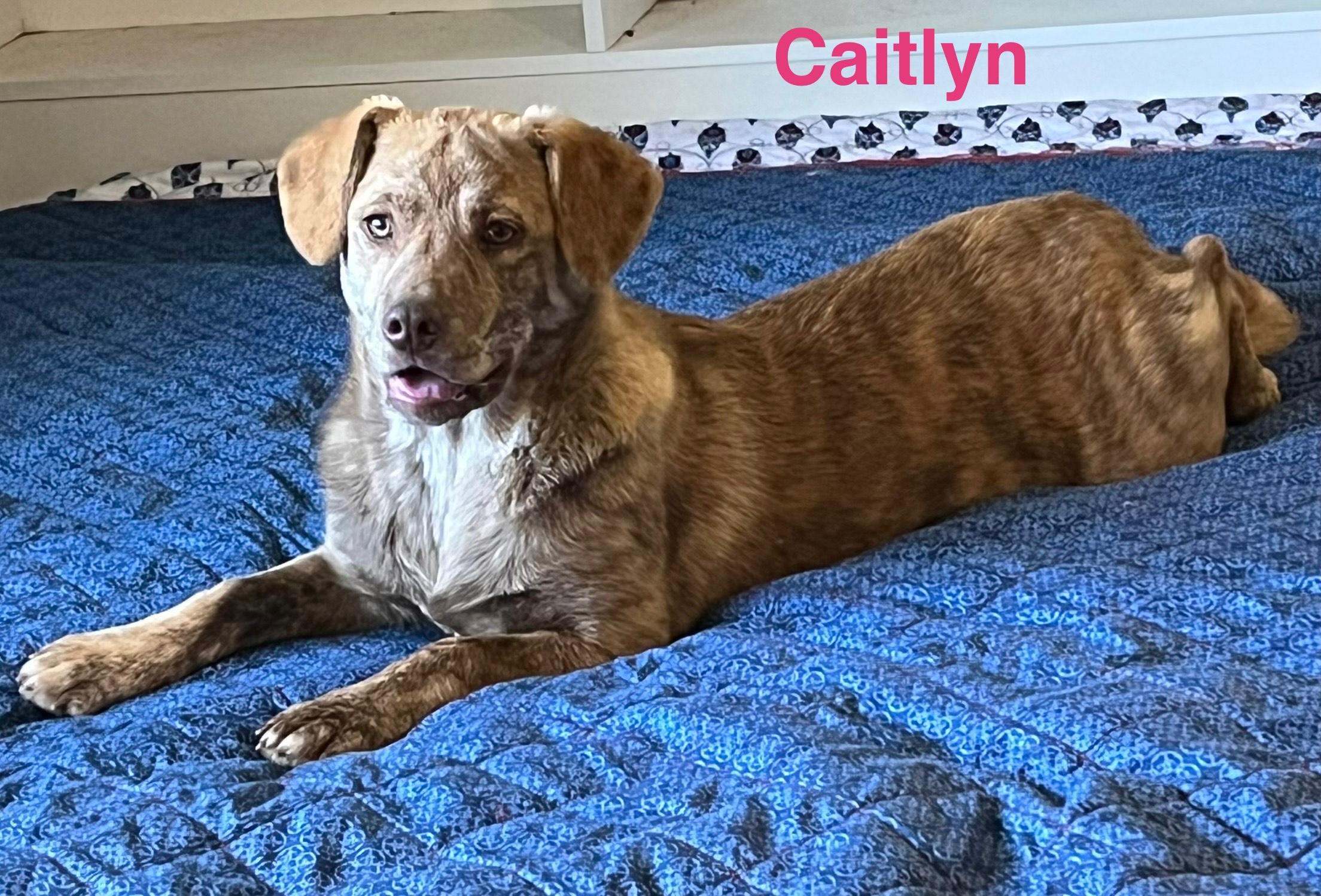 Enlarge caitlyn, a Adoptable mixed breed in Arnold, MO image 5/5