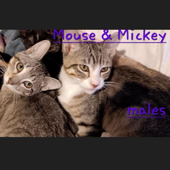 Enlarge Mickey, a Adoptable Domestic Short Hair in Menasha, WI image 3/3