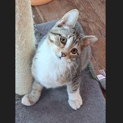 Enlarge Mickey, a Adoptable Domestic Short Hair in Menasha, WI image 1/3