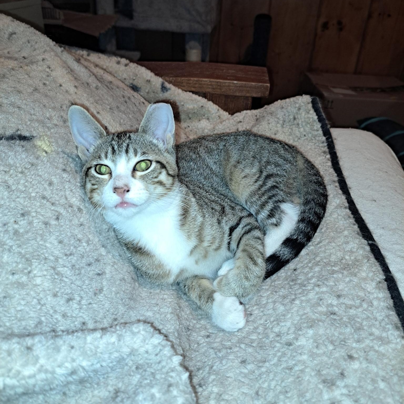 Mickey, Adoptable, Kitten Male Domestic Short Hair.