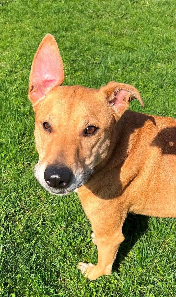 Puddin, Adoptable, Young Female German Shepherd Dog & Greyhound.