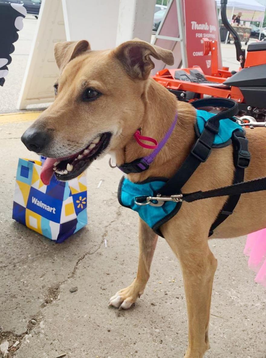 Puddin-Gentle & Loyal Girl, Adoptable, Young Female German Shepherd Dog & Greyhound.
