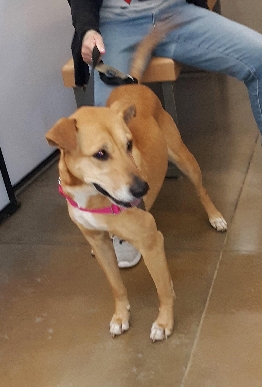 Enlarge Puddin, a Adoptable mixed breed in Rootstown, OH image 2/3
