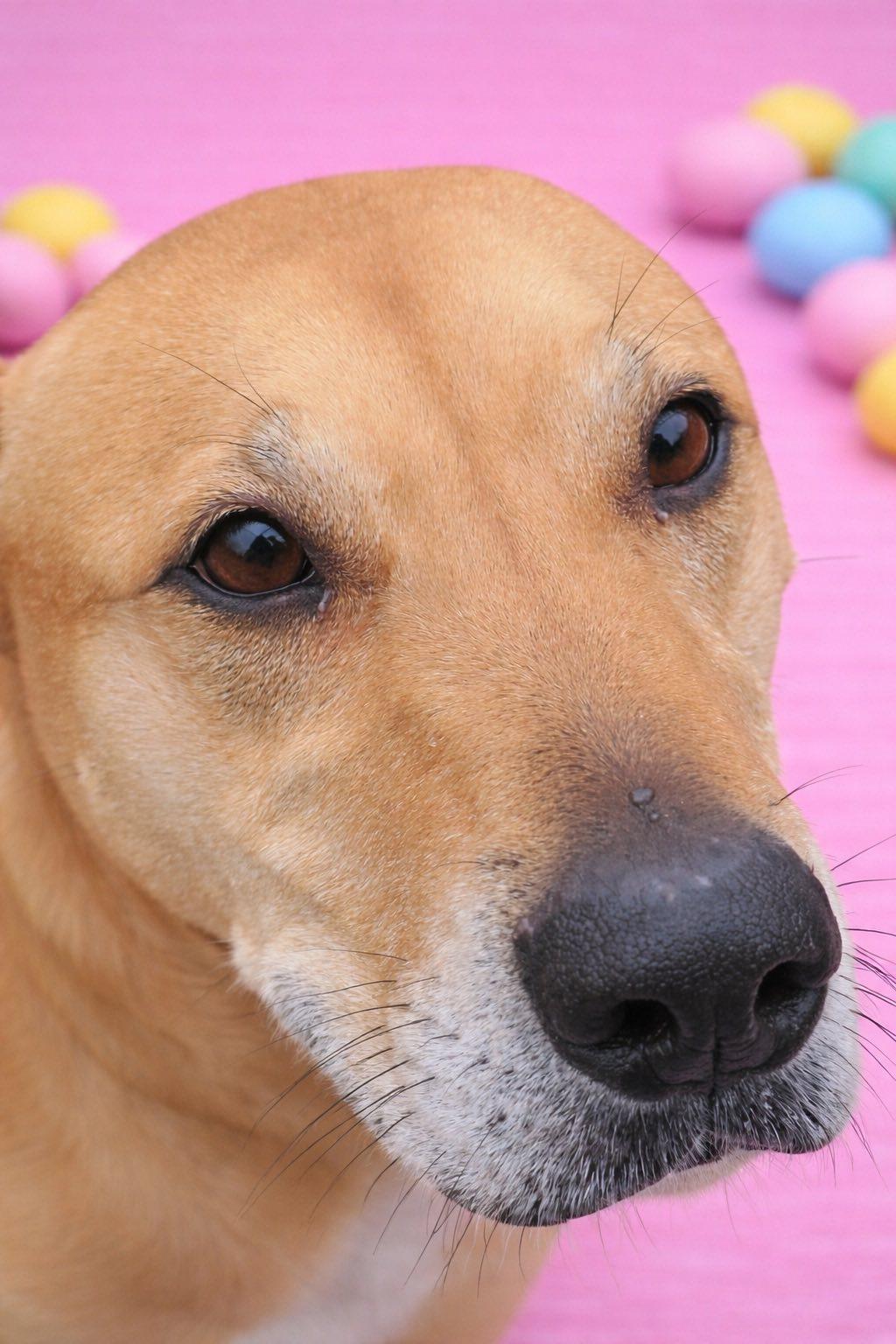 Enlarge Puddin, a Adoptable mixed breed in Rootstown, OH image 3/3