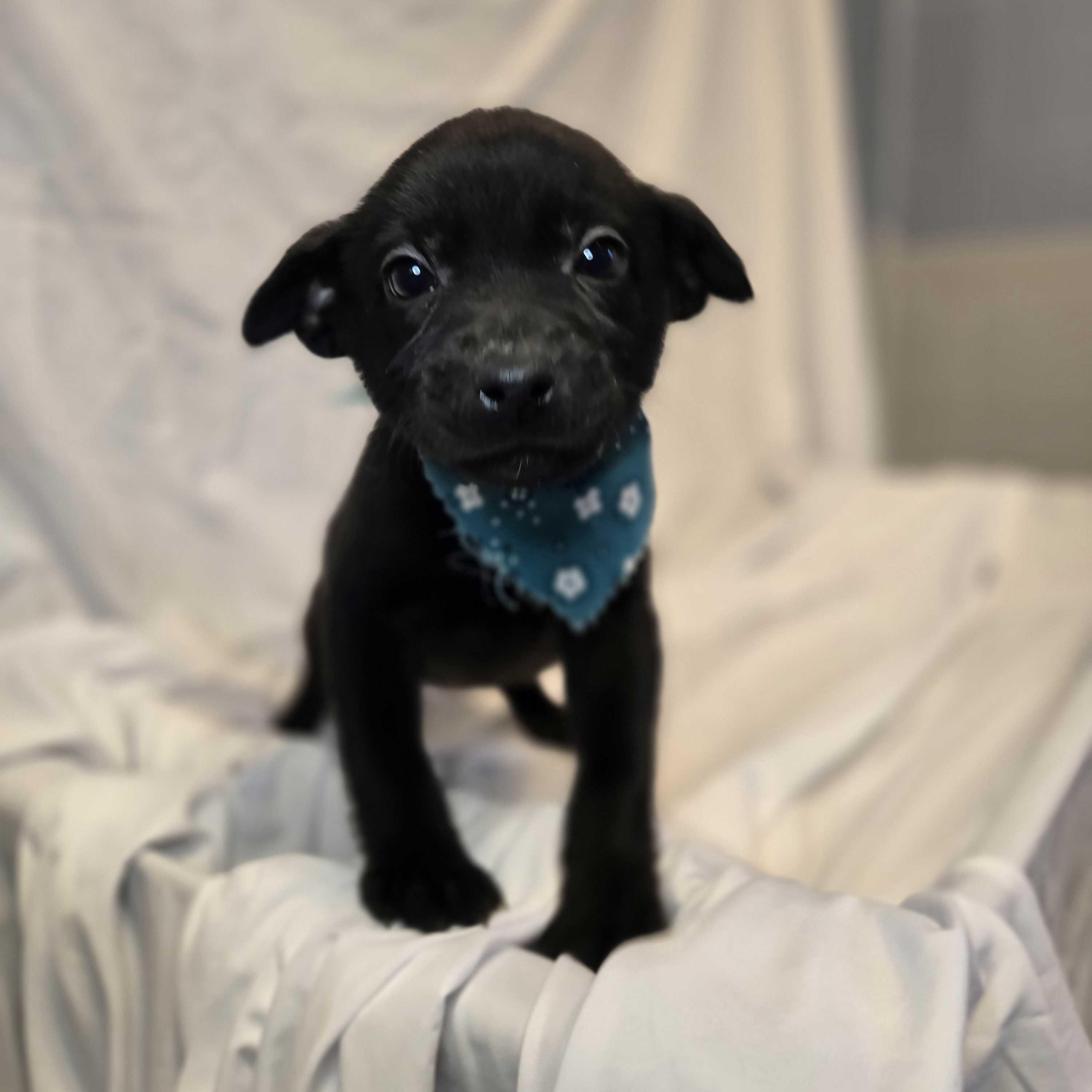 Sven, ADOPTABLE, Puppy Male Mixed Breed.