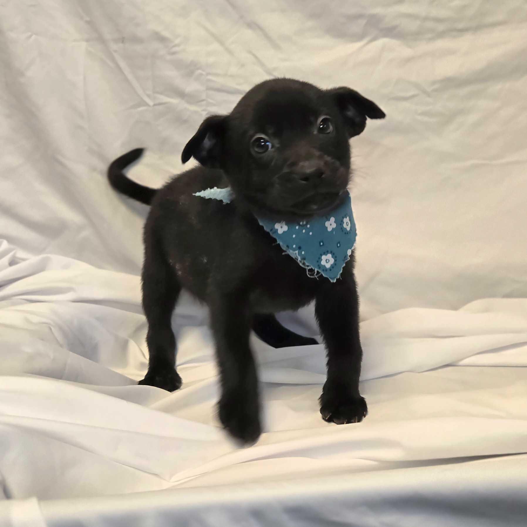 Enlarge Sven, a ADOPTABLE Mixed Breed in Canal Winchester, OH image 2/3