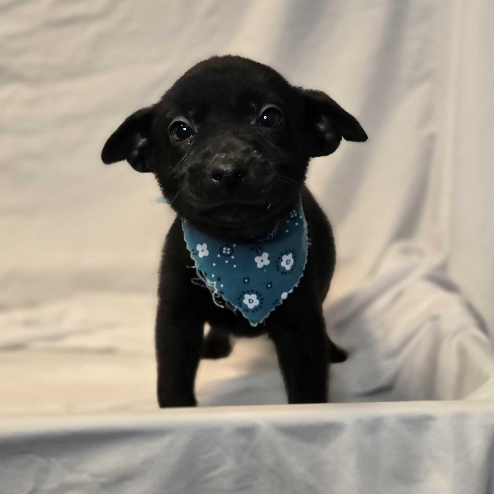 Enlarge Sven, a ADOPTABLE Mixed Breed in Canal Winchester, OH image 3/3