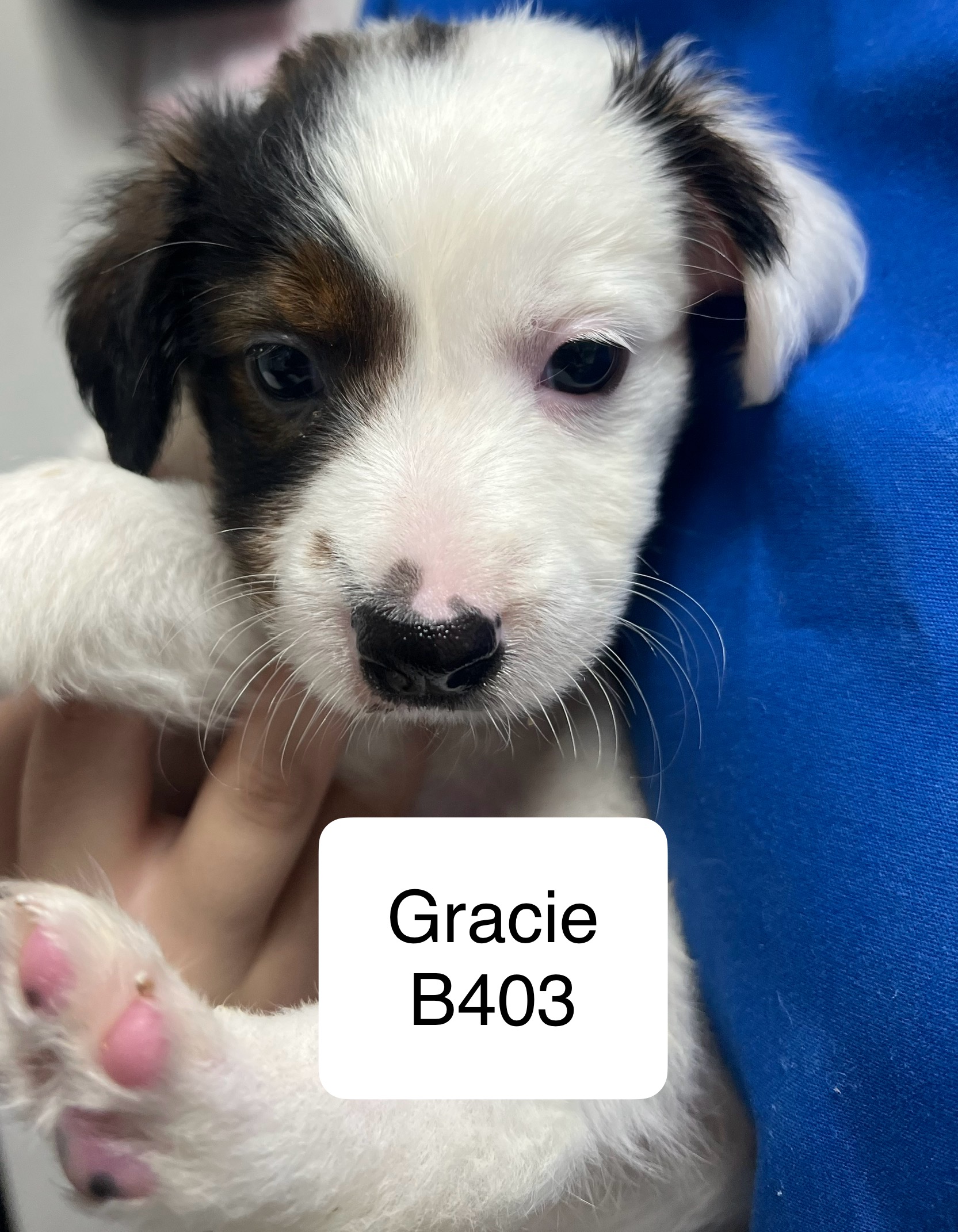 Gracie