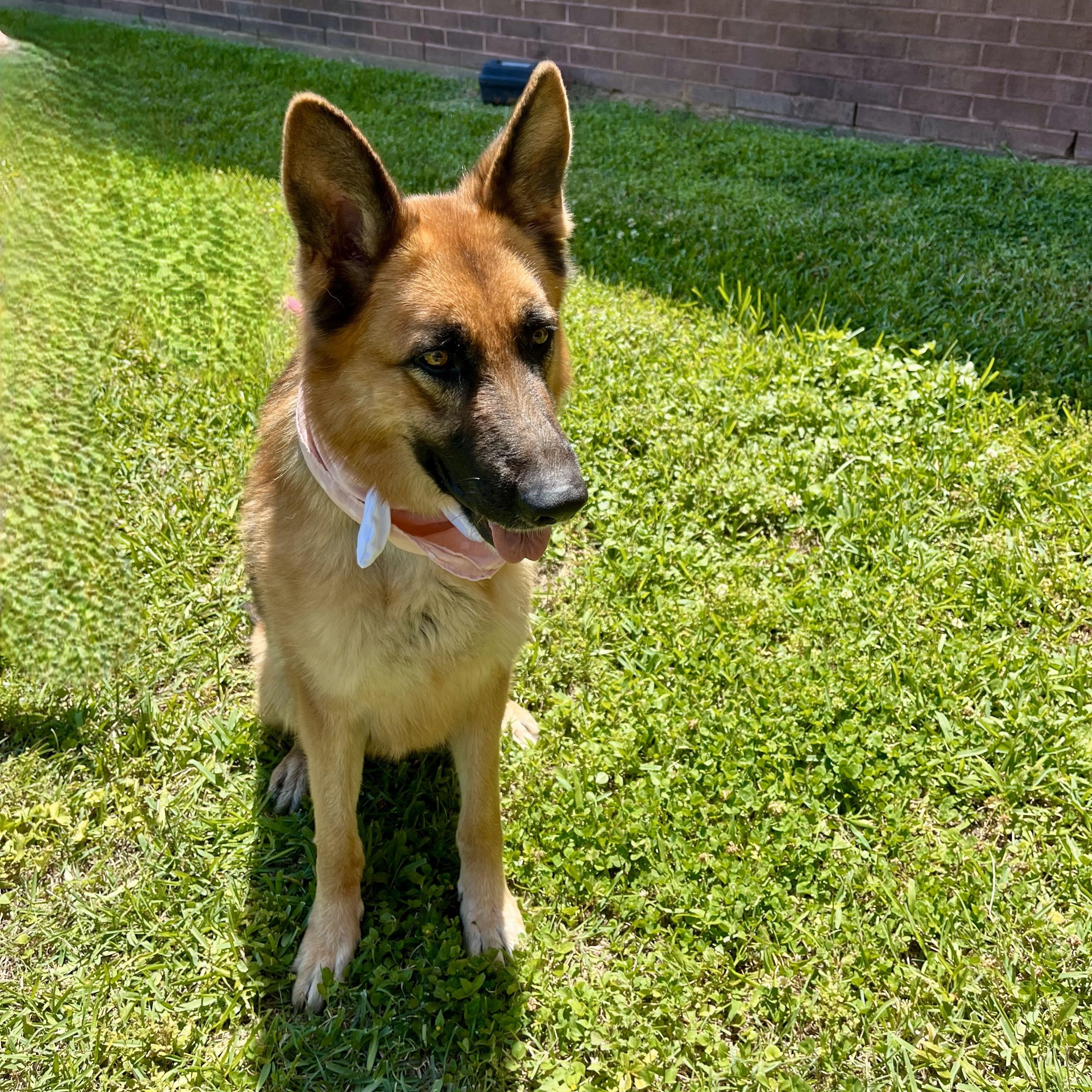 Sharona, an adopted German Shepherd Dog in Chester, VA image 1/6