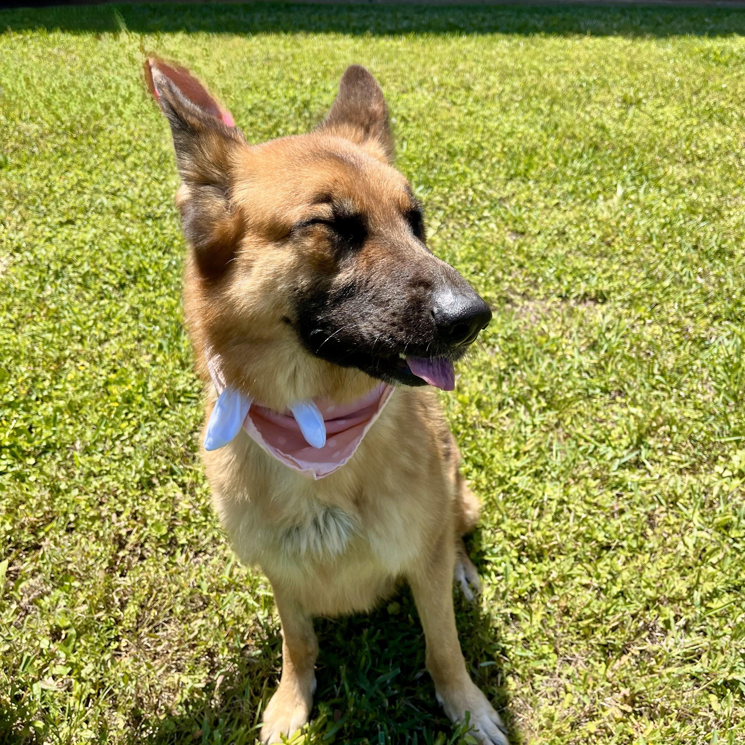 Sharona, an adopted German Shepherd Dog in Chester, VA image 2/6