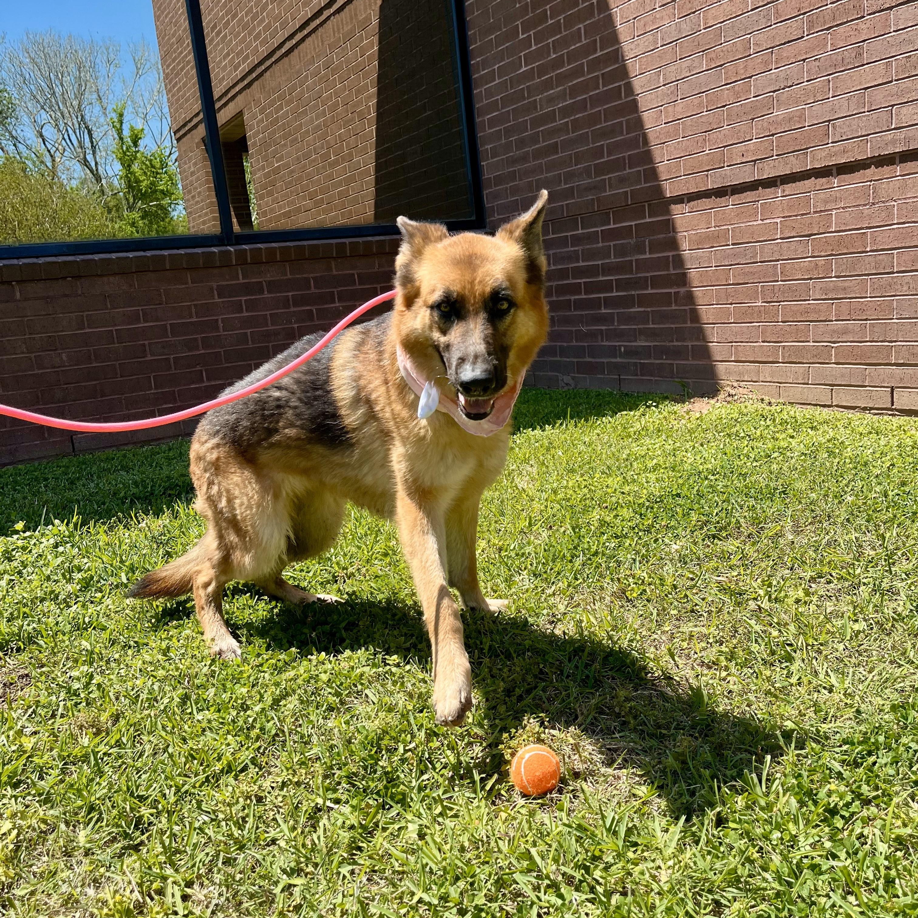Sharona, an adopted German Shepherd Dog in Chester, VA image 3/6