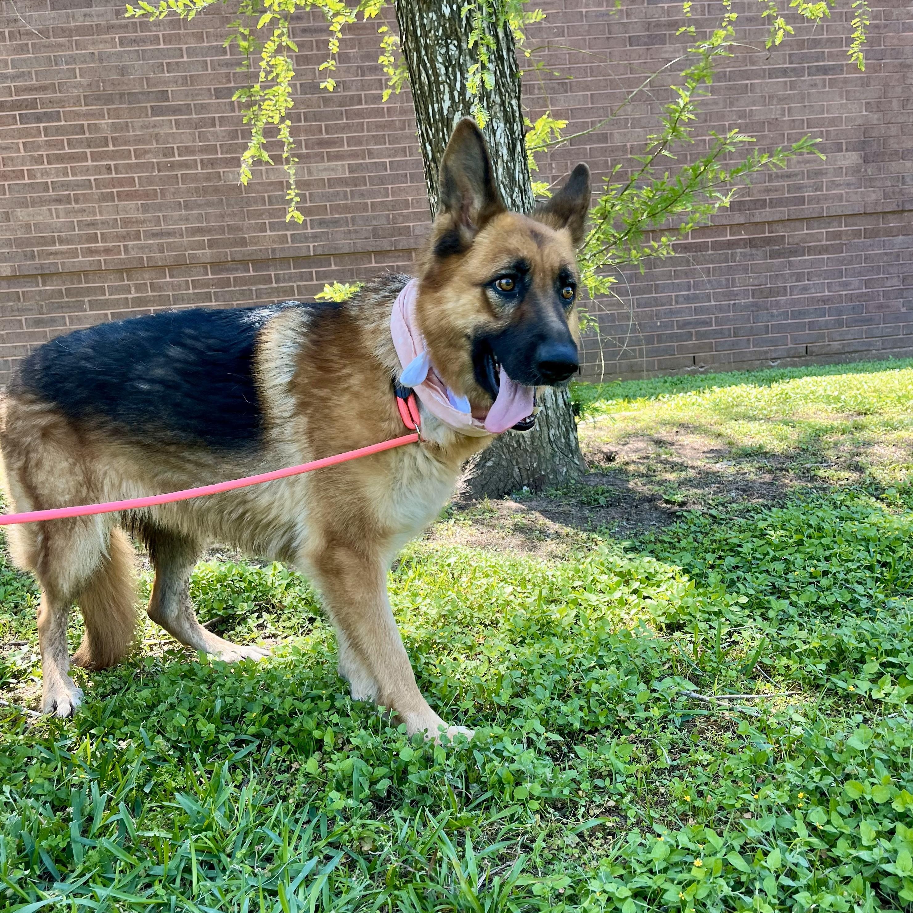 Sharona, an adopted German Shepherd Dog in Chester, VA image 4/6