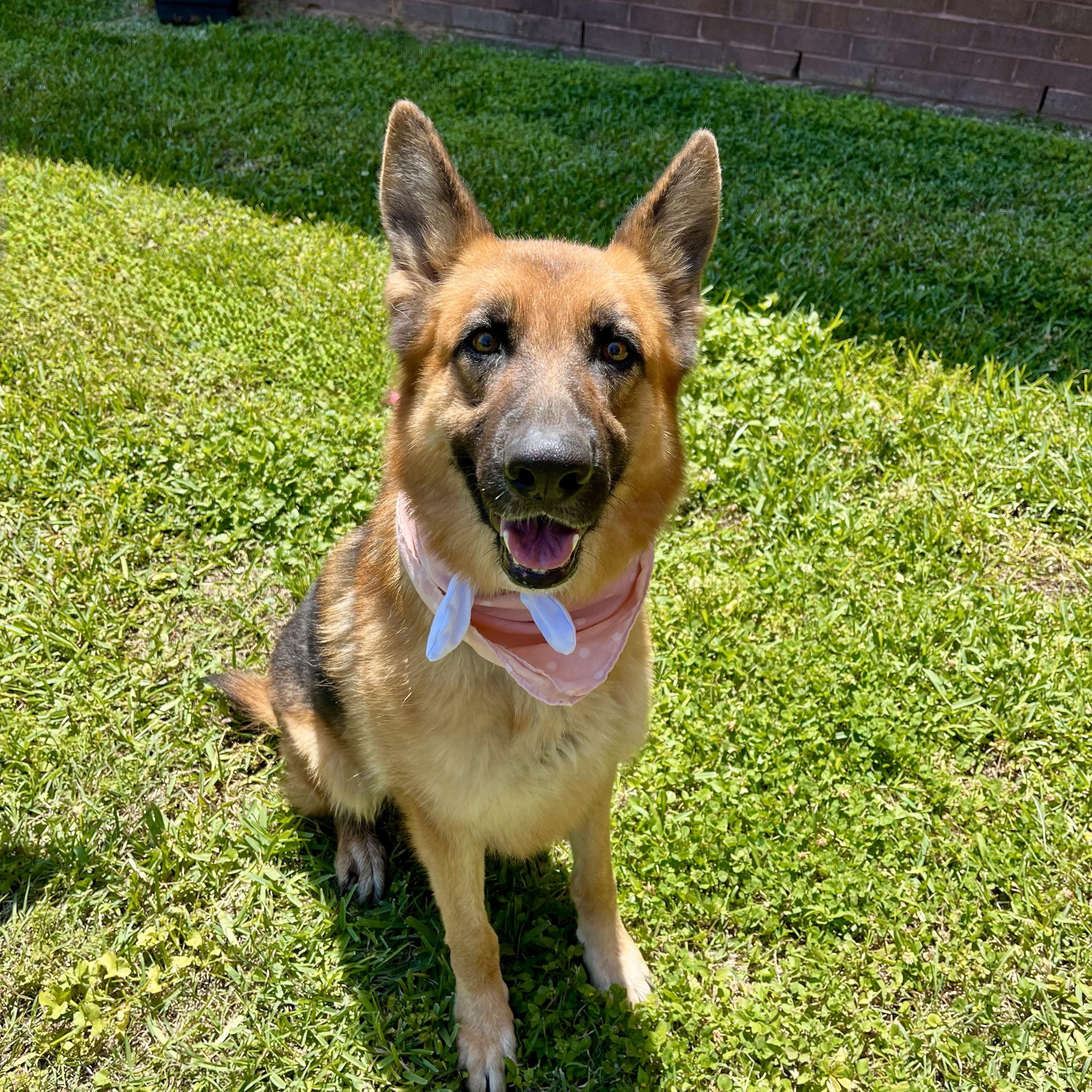 Sharona, an adopted German Shepherd Dog in Chester, VA image 5/6