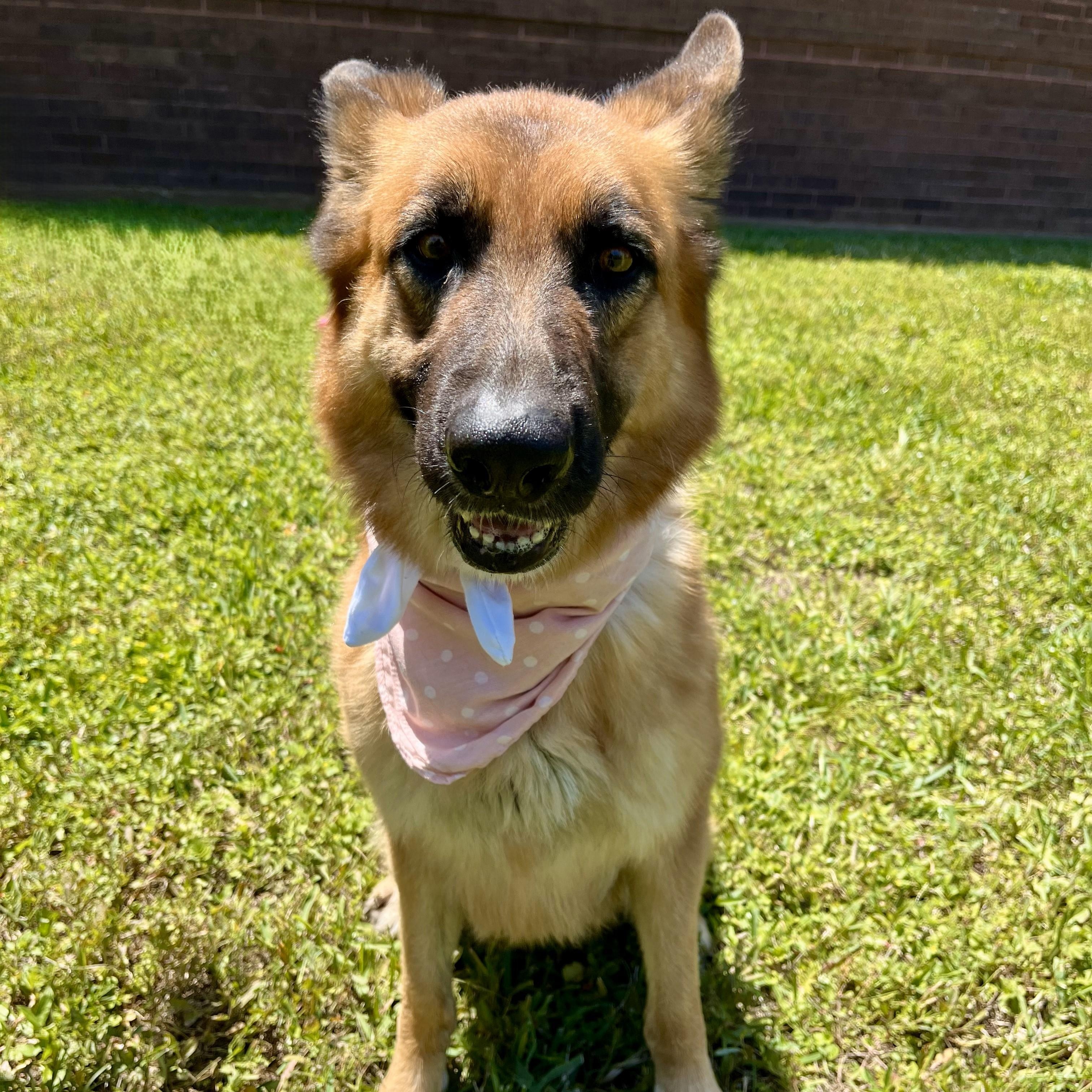 Sharona, an adopted German Shepherd Dog in Chester, VA image 6/6