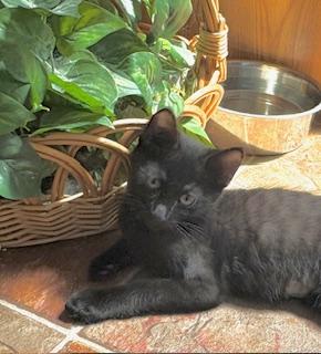 Jett, an adoptable Domestic Short Hair in Pasco, WA, 99301 | Photo Image 2