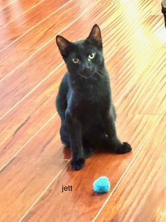 Jett, an adoptable Domestic Short Hair in Pasco, WA, 99301 | Photo Image 1