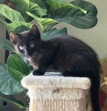 Jett, an adoptable Domestic Short Hair in Pasco, WA, 99301 | Photo Image 3