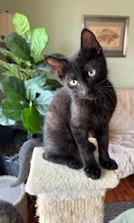 Jett, an adoptable Domestic Short Hair in Pasco, WA, 99301 | Photo Image 4