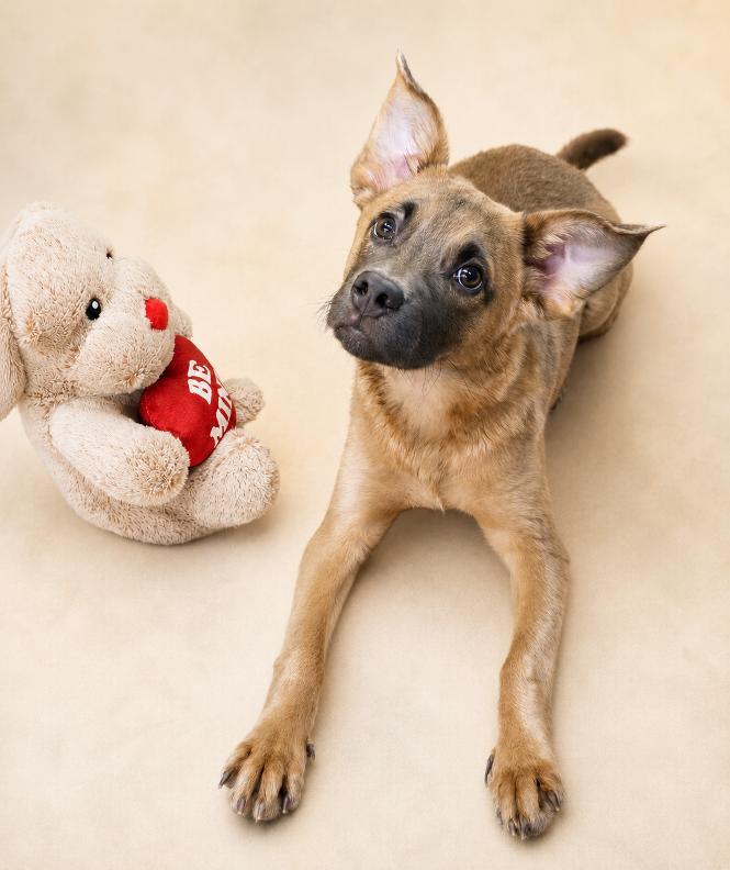 Patchouli, ADOPTABLE, Young Female Mixed Breed.
