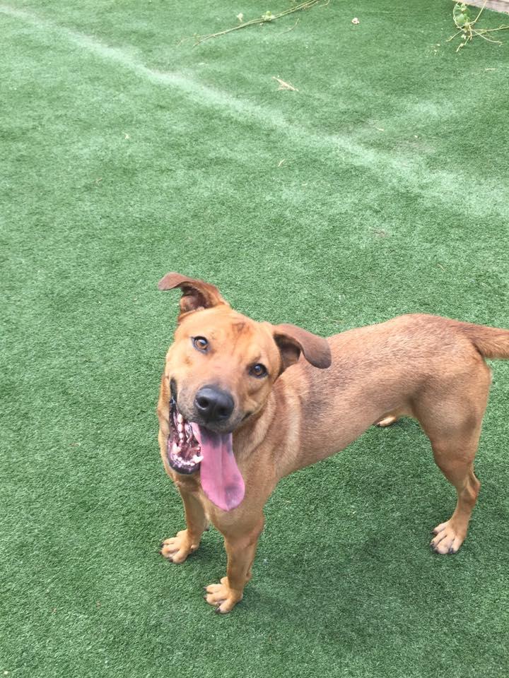 Cross, Adoptable, Adult Male Shepherd.