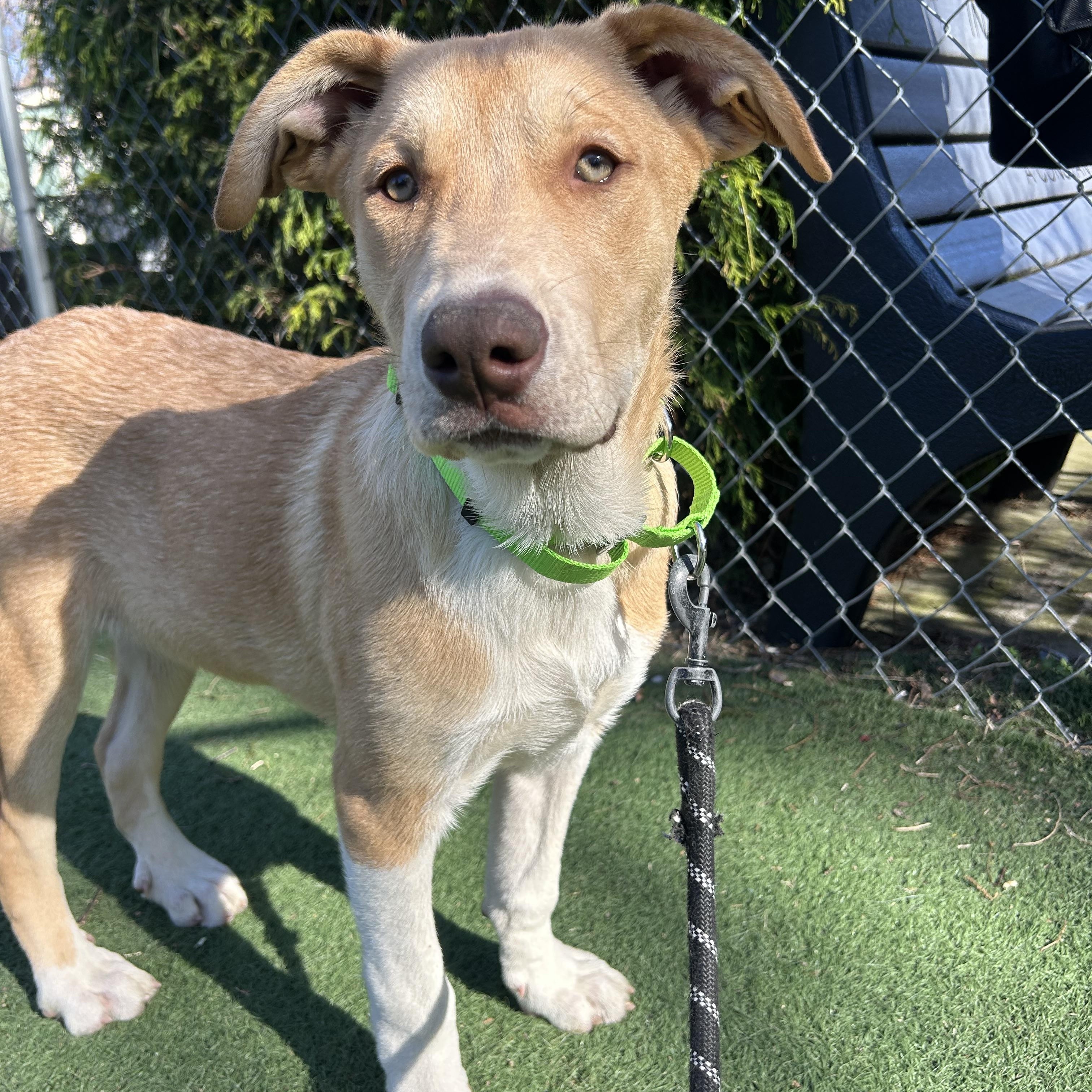 Enlarge Magnum, a Adoptable mixed breed in Ocean View, NJ image 6/6