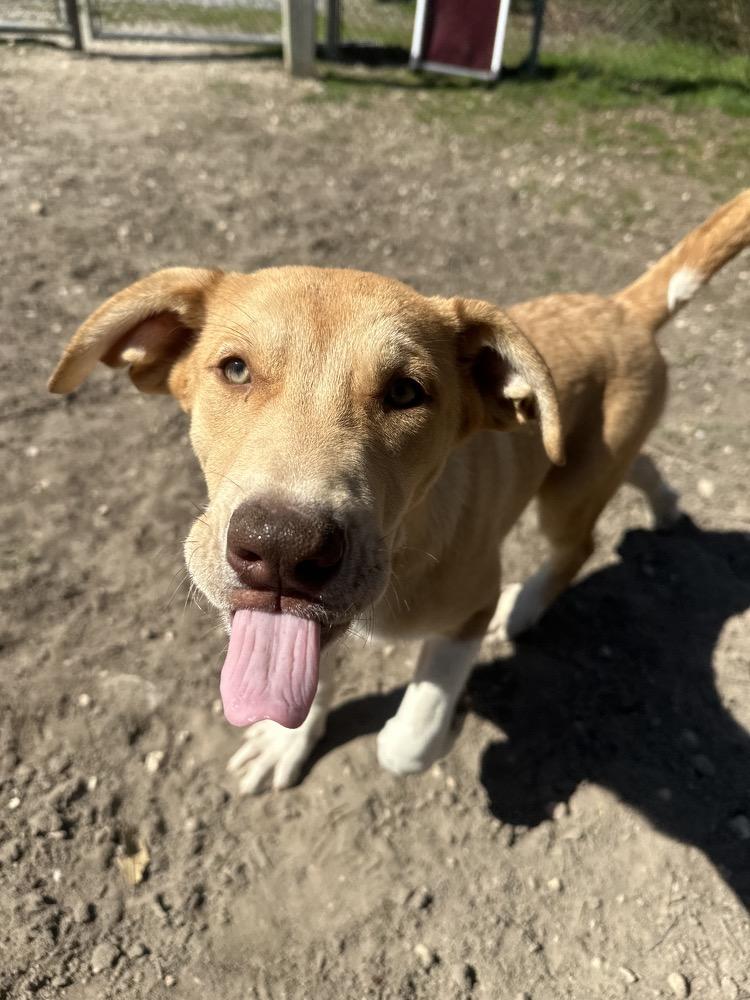 Enlarge Magnum, a Adoptable mixed breed in Ocean View, NJ image 5/6