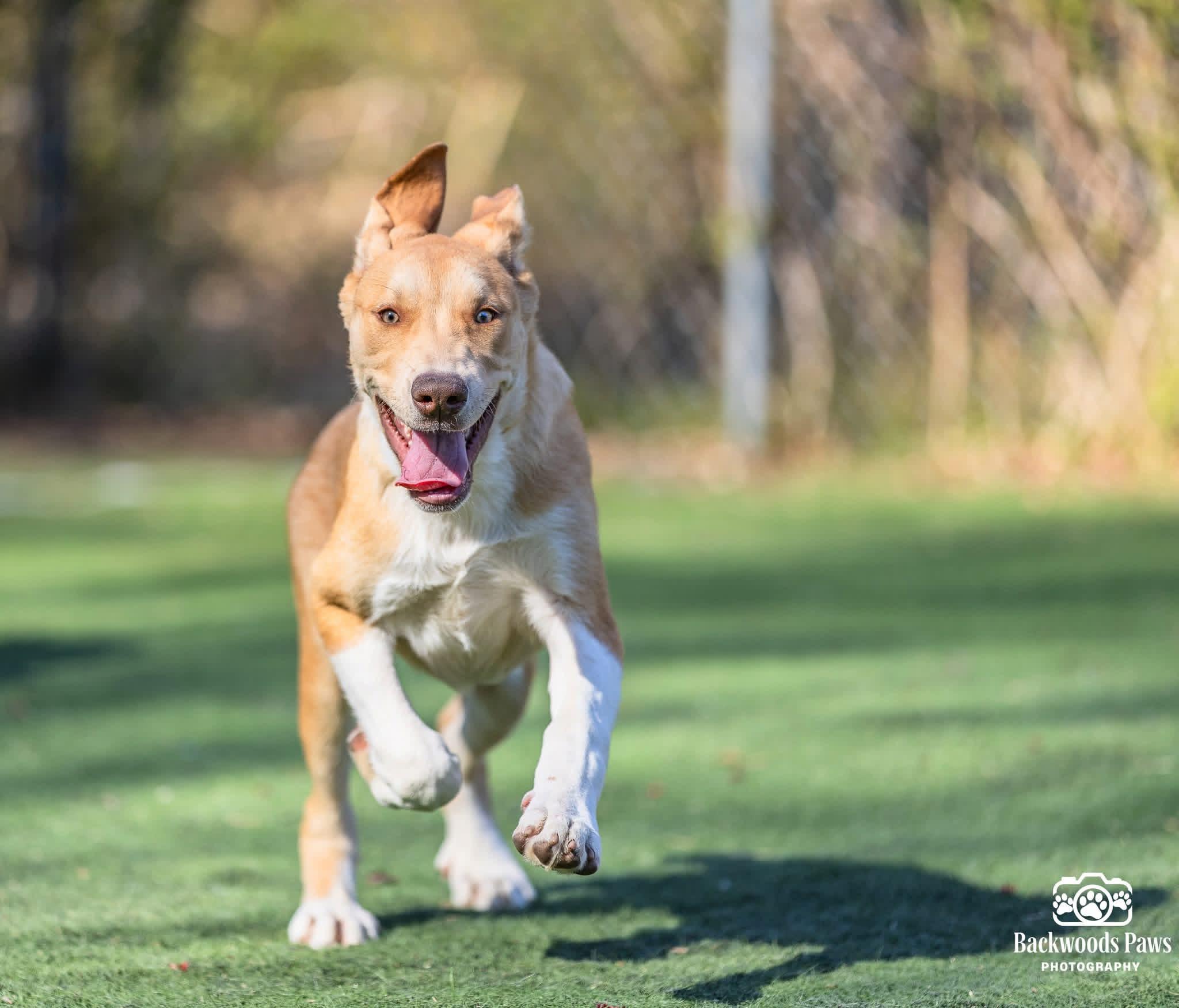 Enlarge Magnum, a Adoptable mixed breed in Ocean View, NJ image 2/6