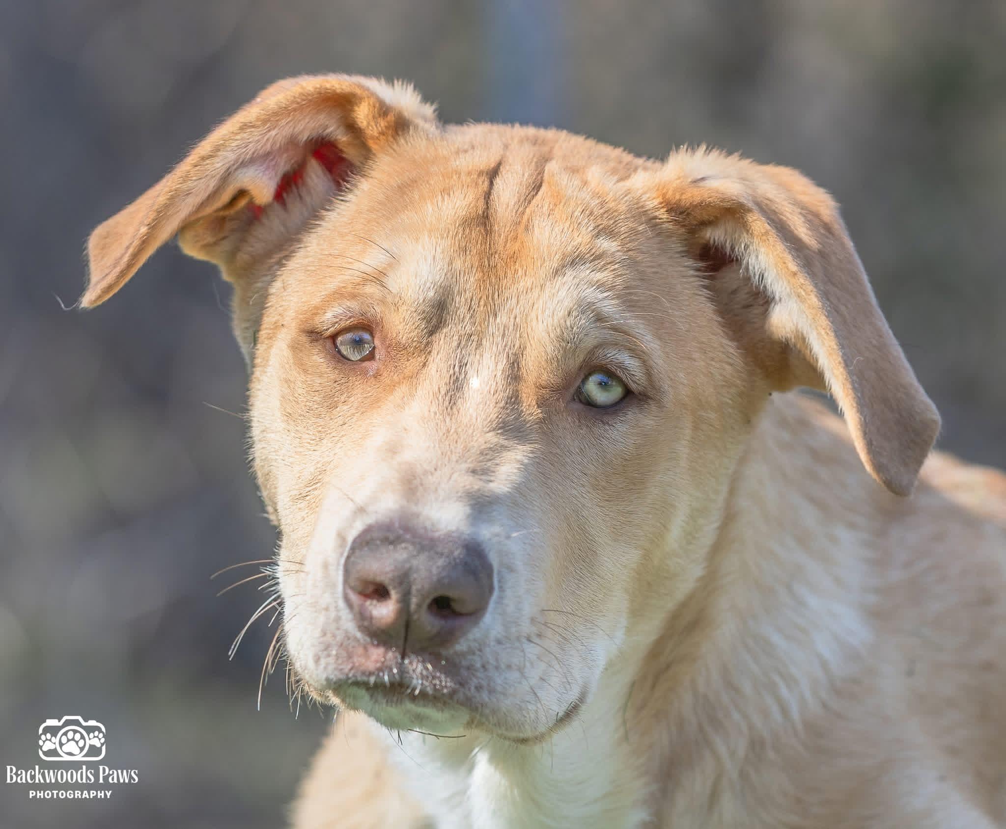 Enlarge Magnum, a Adoptable mixed breed in Ocean View, NJ image 4/6