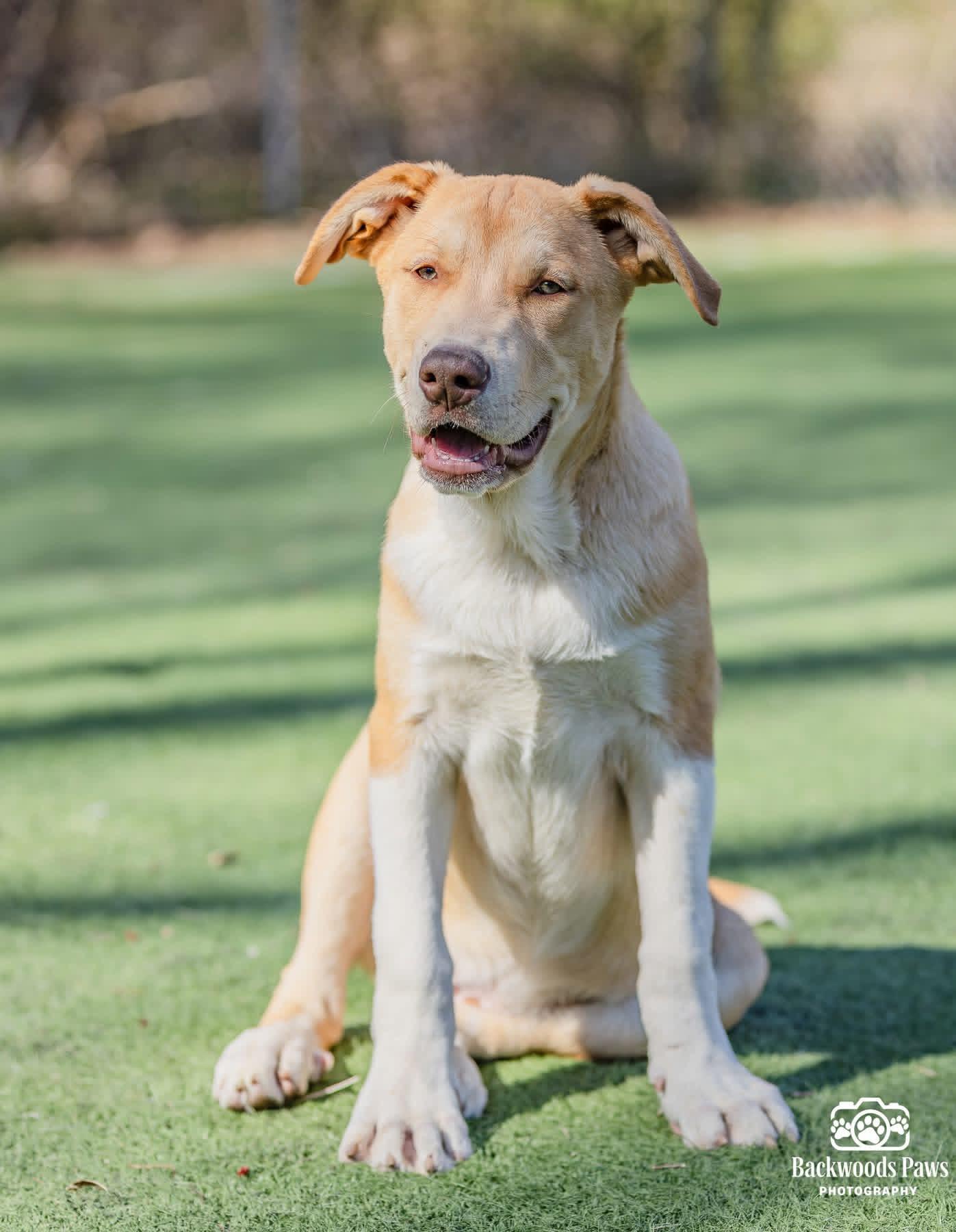 Magnum, Adoptable, Puppy Male Mixed Breed.