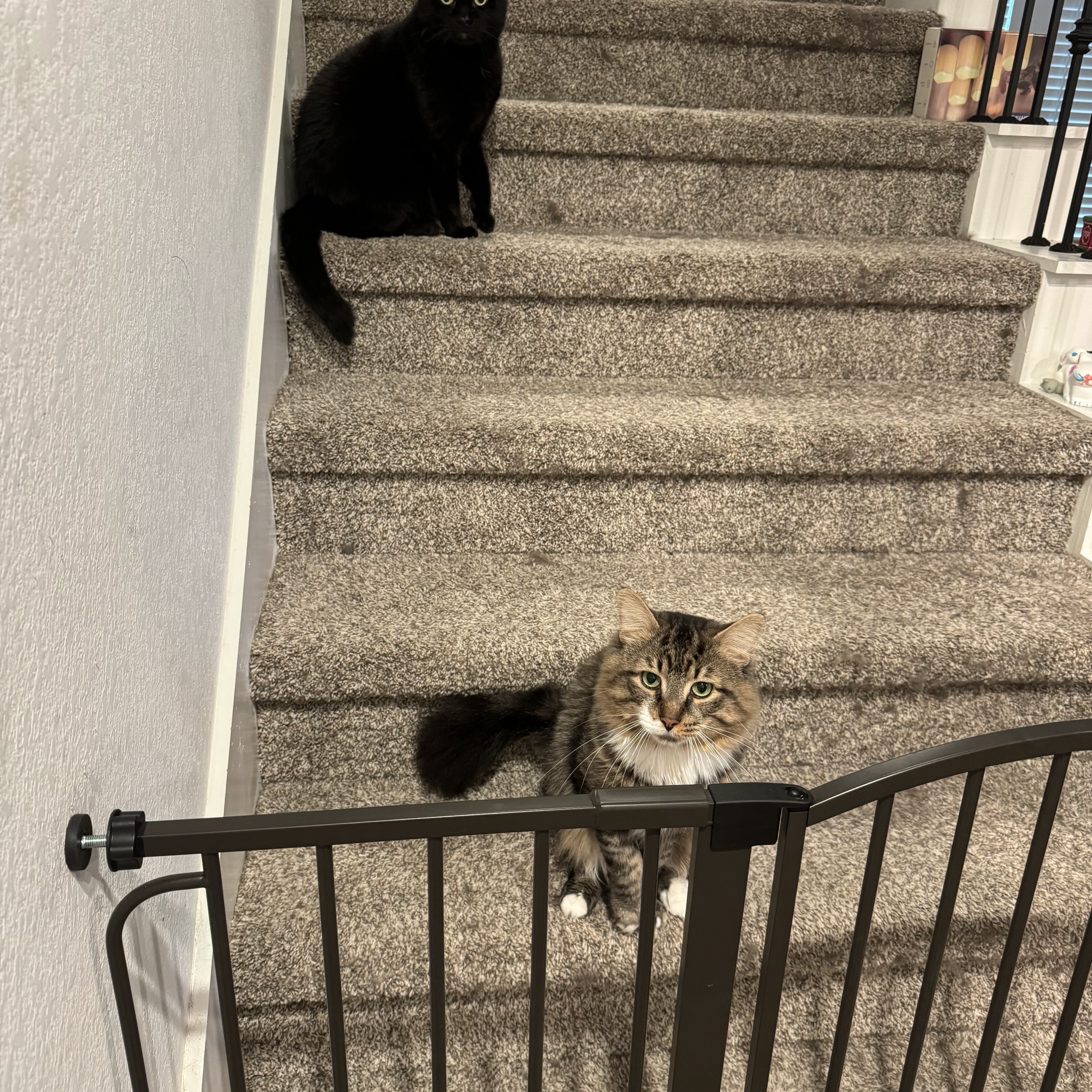 Clayton, a Adoptable Domestic Short Hair in Puyallup, WA image 2/6