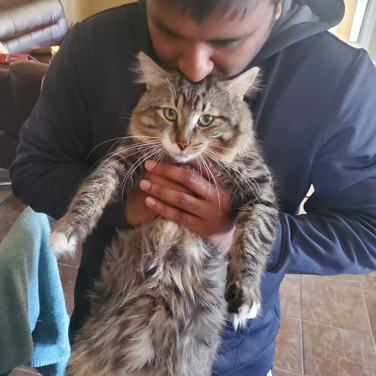 Clayton, a Adoptable Domestic Short Hair in Puyallup, WA image 3/6