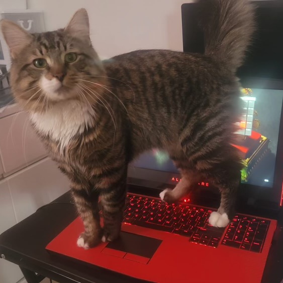 Clayton, a Adoptable Domestic Short Hair in Puyallup, WA image 4/6