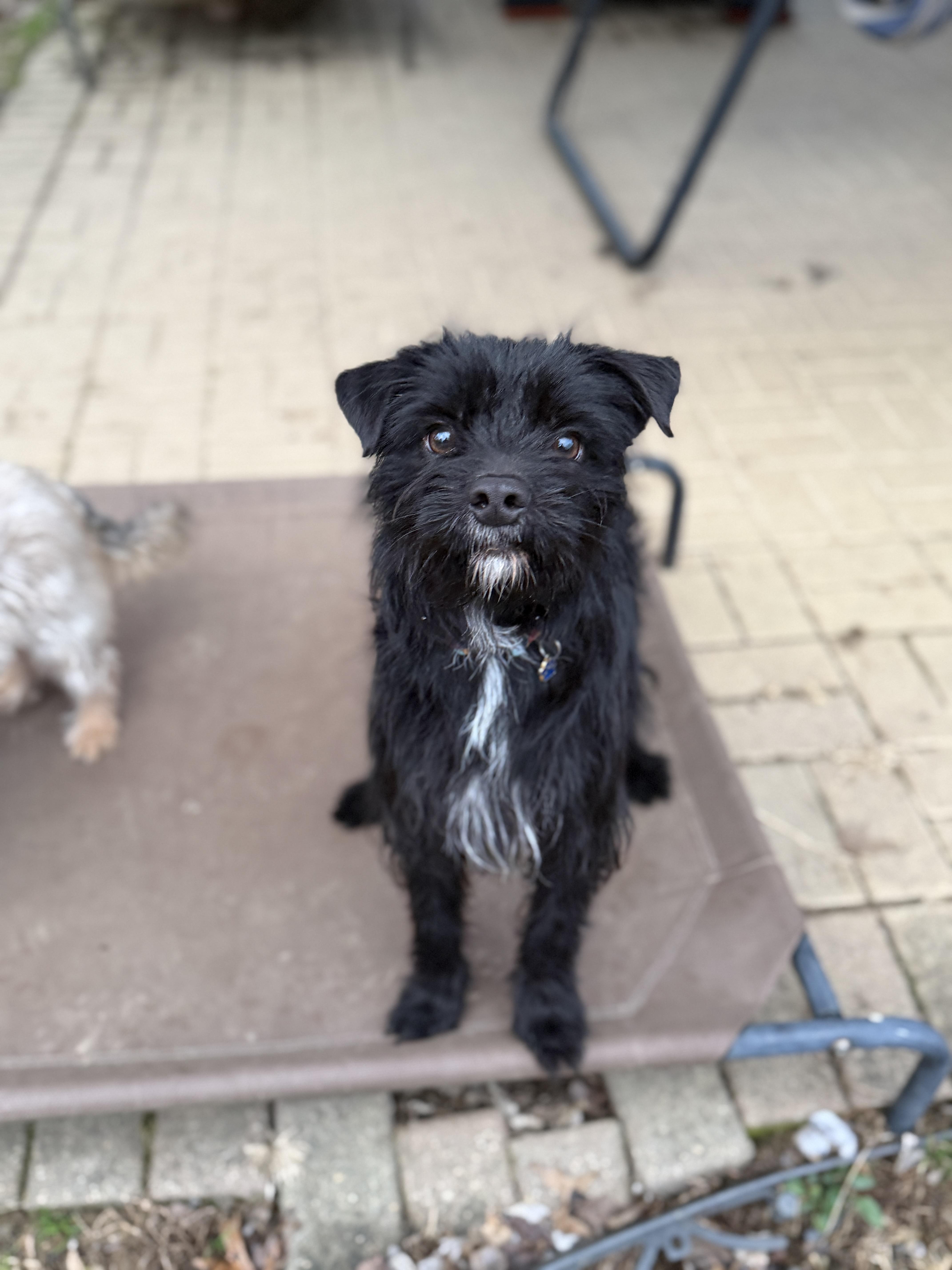 Enlarge Chewy, a ADOPTABLE mixed breed in Jeffersonville, IN image 3/5
