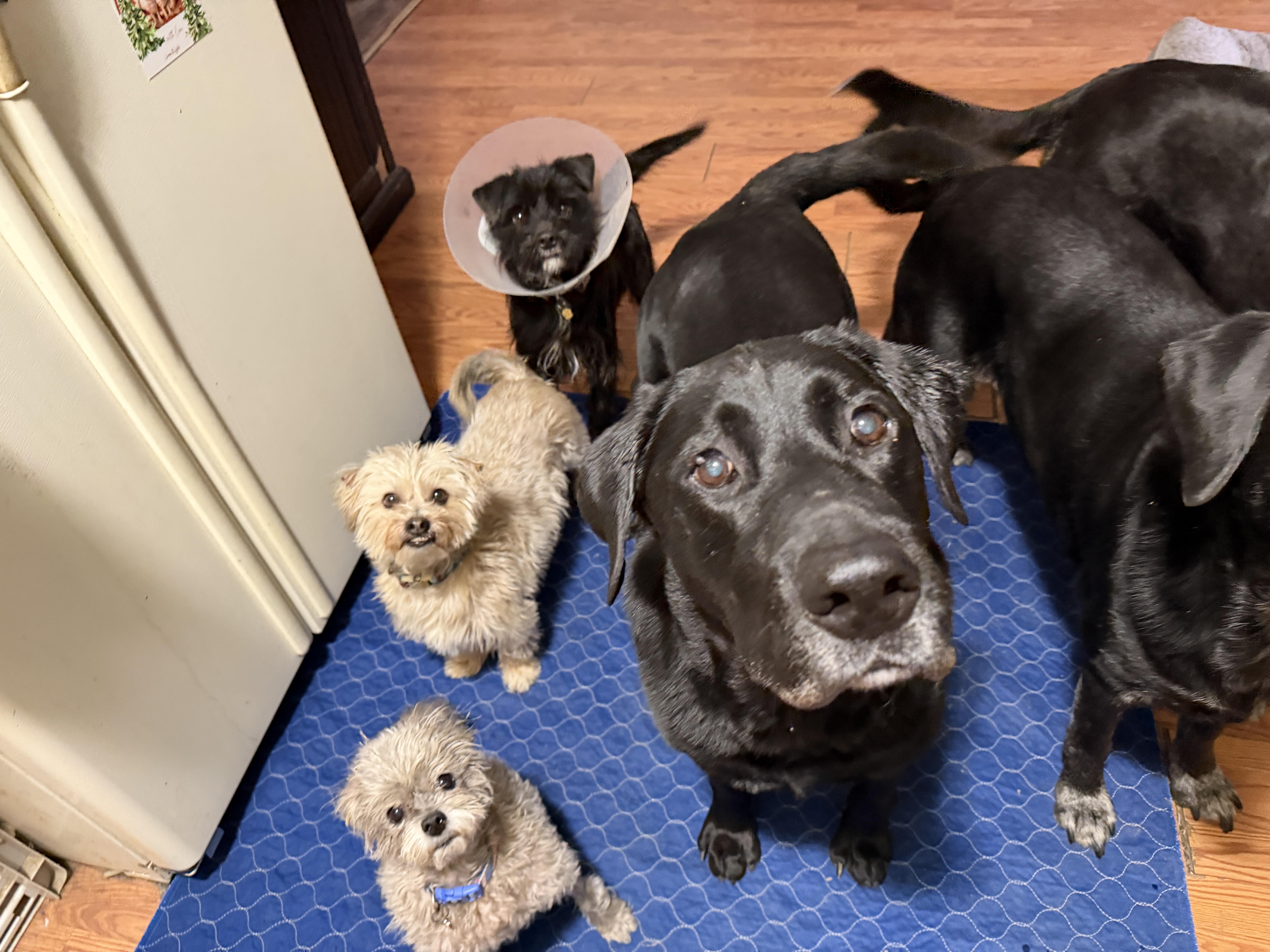 Enlarge Chewy, an adopted mixed breed in Jeffersonville, IN image 3/6